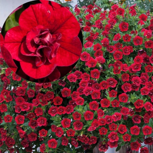 Calibrachoa 'Aloha Double Red' - Puispetuunia 'Aloha Double Red'